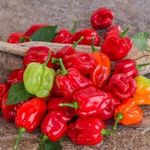 Habanero Tobago Seasoning CHILI - Capsicum chinense magok (5+) - ÍZLETES KÜLÖNLEGESSÉG! - Ch 240 fotó