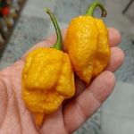 Trinidad Moruga Scorpion Peach CHILI magok (5+) - SUPERHOT! - Ch 233 fotó