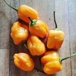 Aji Mango CHILI - Capsicum baccatum - magok (5+) - EGZOTIKUS KÜLÖNLEGESSÉG! - Ch 247 fotó