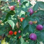 Moranguinho (CP-341) CHILI - Capsicum baccatum - magok (5+) - SZÍNPOMPÁS KÜLÖNLEGESSÉG! - Ch 248 fotó