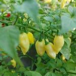 HABANERO Neon Yellow CHILI - Capsicum chinense - magok (5+) - PIKÁNS KÜLÖNLEGESSÉG! - Ch 249 fotó