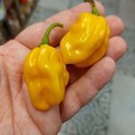 NuMex Suave Orange CHILI - Capsicum chinense magok (5+) - ENYHÉN CSÍPŐS! - Ch 252 fotó