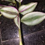 RITKASÁG!!! Tradescantia quadricolor szobanövény fotó