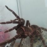 A. geniculata és L. parahyban nőstények fotó