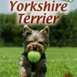 Horváth Szilvia: Yorkshire terrier (2012) fotó