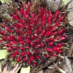 Kisujj ANANÁSZ / Plumier BROMÉLIA - Bromelia karatas magok (10+) - RITKASÁG - Virágmagok - Gx 140 fotó