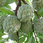 Cukoralma..........Annona squamosa............ /3mag/ NÖV.-054 fotó