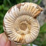 FOSSZÍLIA Ammonites fossil, Species Perisphinctes sp. 50, 29 mm Location Madagascar, Approx Age 200-1 fotó