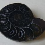 FOSSZÍLIA Ammonites Desmoceras latidorsatum Madagascar Albium, approx. 105 Mio. Years Discovery Site fotó