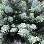 Gömb ezüstfenyő, törzsre oltott (Picea pungens 'Glauca Globosa') fotó