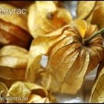 Molly néni FÖLDICSERESZNYÉJE - Physalis pruinosa - magok (20+) - AKCIÓ!!! - So 023 fotó