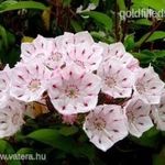 Csodálatos hegyi babér több színben.....Kalmia Latifolia......../5mag/ NÖV.-171 fotó