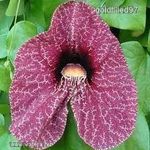 Brazil farkasalma...........Aristolochia elegans.................../3mag/.............NÖV.-330 fotó