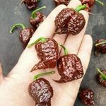 Carolina Reaper CHOCHOLATE világ legerősebb chili paprika ! 2, 2mill SHU ! 2db mag.Világbajnok! fotó