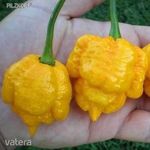 Trinidad Moruga Scorpion Yellow chili paprika mag! 2mill SHU ! 2db mag fotó