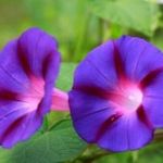 Grandpa Ott HAJNALKA - Ipomoea purpurea - magok (5+) - VIRÁGTENGER! - Virágmagok - Z 093 fotó