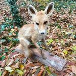 Régi iskolai szertár lelet, róka preparátum, kitömött állat, preparált fotó