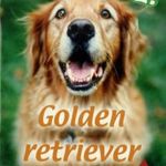 Farkas Márta: Golden retriever (2012) fotó