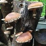 Shiitake gyógygomba csíra fa anyagra, oltóanyag !10db fotó