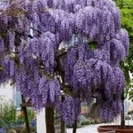 LILA AKÁC /Wisteria Sinensis/ !Évelő, Fagytűrő, 4db mag! fotó