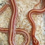 1.1 Amel tessera het scaleless anery fotó