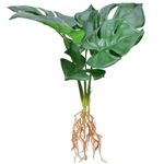 Monstera mű csokor gyökérrel 6 szárral, 42 cm - MS-1012 fotó