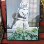 Husky kutyás kép eladó 40x50 cm. fotó