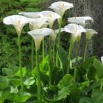 Hófehér KÁLA - Zantedeschia aethiopica magok - (10+) virágmagok - BŰBÁJOS SZÉPSÉG!!! - Z 137 fotó