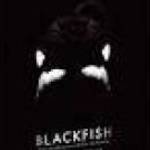 Blackfish- Egy kardszárnyú delfin története (2013)-eredeti dvd-bontatlan! fotó