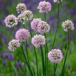 GYÍKHAGYMA / EGÉR FOKHAGYMA - Allium angulosum magok (10+) - ÍZLETES ÉVELŐ! -virágmagok - R 175 fotó