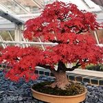 Acer Palmatum (Atropurpureum) Bonsai fa magok!4db fotó