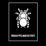 Foglalható Brachypelma-k: fotó