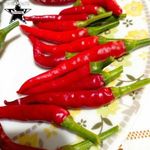 Cayenne chili mag 30 db!! (liliom, fólia, rózsa, paprika, paradicsom) TAVALYI ÁRON !!! fotó