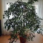 Ficus Benjamina Lechuza kaspóval - 2 db fotó