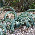 POLIP AGAVE - Agave vilmoriniana magok (10+) - POZSGÁS DÍSZNÖVÉNY! - Virágmagok - W 237 fotó