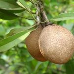 SAPODILLA - Manilkara sapota magok (3+) - ÖRÖKZÖLD GYÜMÖLCSTERMŐ!! - Gx 098 fotó