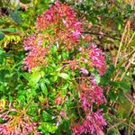 GYÜMÖLCSTERMŐ FUKSZIAFA - Fuchsia paniculata magok (10+) - RAGYOGÓ SZÉPSÉG! - Virágmagok - Gx 171 fotó