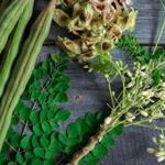 KONKÁN MORINGA - Moringa concanensis magok (5+) - RITKA GYÓGYNÖVÉNY!! - Virágmagok - E 359 fotó