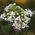 DÉLCEG FÜZÉRVIRÁG - Clerodendrum infortunatum magok (5+) - KÜLÖNLEGESSÉG! - Virágmagok - E 357 fotó