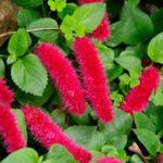 Kelet-afrikai CSALÁNSPENÓT - Acalypha bipartita (10+) DEKORATÍV SZOBANÖVÉNY - virágmagok - K 034 fotó