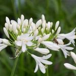 Fehér afrikai SZERELEMVIRÁG / Afrikai liliom - Agapanthus praecox magok (10+) - Virágmagok - Z 166 fotó