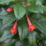 IPIALESI FUKSZIAFA - Fuchsia sp. Ipiales magok (10+) - FAGYÉRZÉKENY ÉVELŐ! - Virágmagok - Z 163 fotó