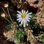 TENERIFEI MARGARÉTA - Argyranthemum broussonetii ssp. Broussonetii - magok (5+) -Virágmagok - Z 101 fotó