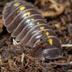 Isopod ászka ászkarák takarítócsapat bioactive fotó