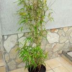 Sárga szárú bambusz 36 cm cserépben - Phyllostachys aureo - aranysárga bambusz fotó