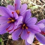 Sáfrány EREDETI -Valódi hagyma!Crocus Sativus!2db /Világ legdrágább fűszere/ fotó