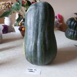 Lunga di Napoli SÜTŐTÖK - Cucurbita moschata - magok (5+) - AROMÁS ÍNYENCSÉG! - C 091 fotó