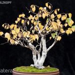 Betula pendula fehér kérgű Bonsai fa magok!4db mag fotó