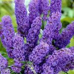 Ibolyakék nyári orgona (Buddleja davidii &OpenCurlyQuote;Empire Blue’) magok!25db mag fotó