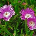 Ausztrál parti FÜGE / KOLBOGO - Carpobrotus virescens - magok (10+) - Virágmagok - Gx 141 fotó